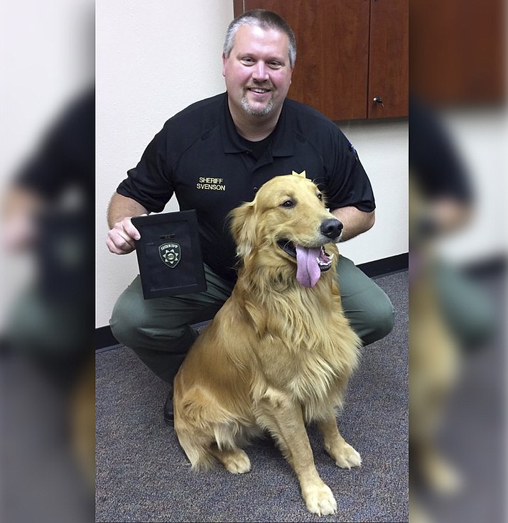 Yamhill County Sheriff Tim Svenson Posing honors the Avery family golden retriever, Kenyon, in McMinnville, Ore., Thursday, Aug. 17, 2017. Kenyon was honored for digging up $85,000 worth of black tar heroin in the family’s backyard. (Yamhill County Sheriff’s Office via AP)

