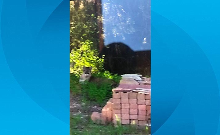 A large male mountain lion was spotted in a Camp Verde neighborhood recently. (Photo courtesy of AZGFD)