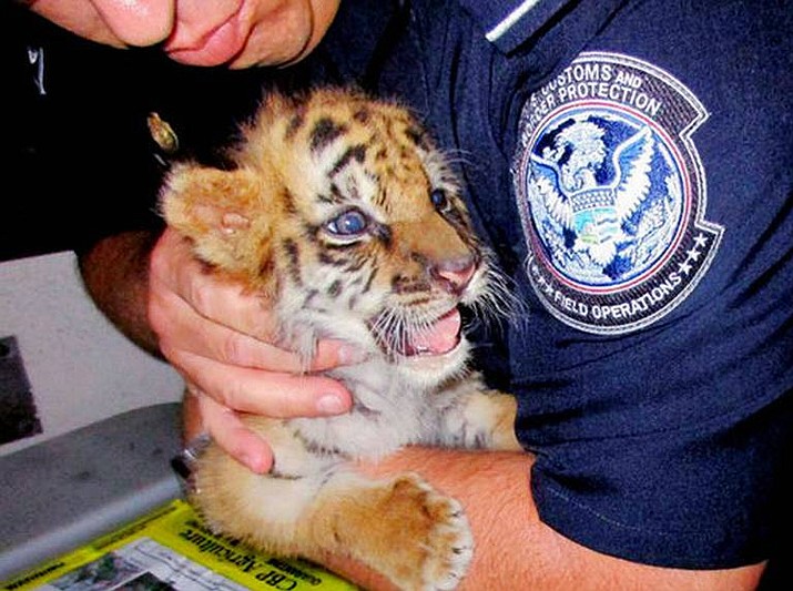 A border protection agent holds a male tiger cub that was confiscated at the U.S. border crossing at Otay Mesa southeast of downtown San Diego early Wednesday, Aug. 23, 2017. The cub was found during a routine inspection of the car, crossing from Mexico into the U.S. Officials say the 18-year-old driver is a U.S. citizen and has been arrested. (U.S. Customs and Border Protection via AP)