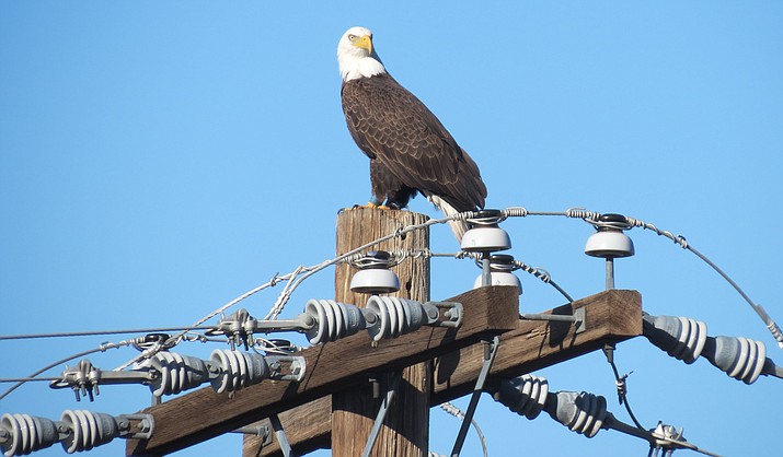 A bald eagle rests on a utility pole in Cornville. A federal appeals court on Monday rebuffed a bit to have the Sonoran Desert Area bald eagle listed as endangered, saying, in essence, that if they all are eradicated it wouldn’t make a real difference to eagle populations as a whole. (Photo Courtesy of Maggie Lovett)