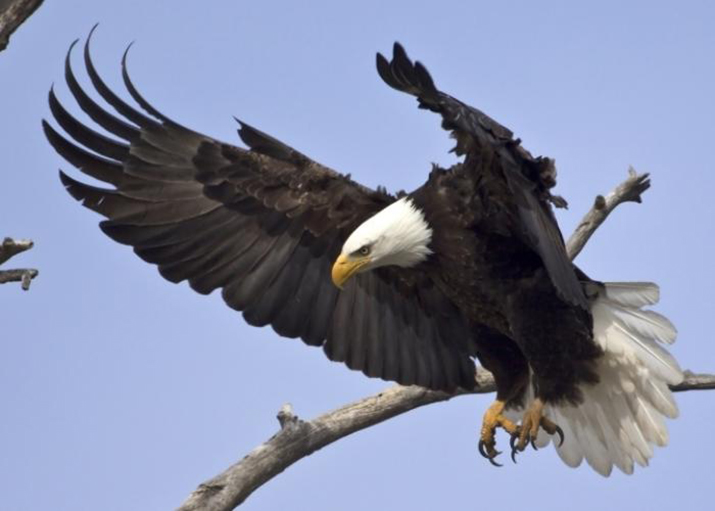 Sonoran Desert bald eagle not endangered The Daily Courier Prescott, AZ