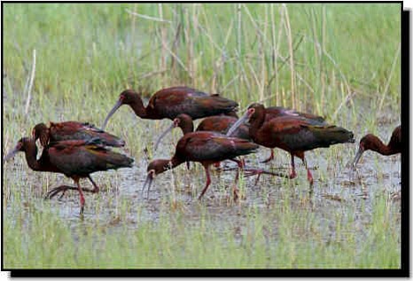 Flocks of white-faced ibis will be passing through the Prescott area over the next several weeks as they stop during migration at area lakes to feed and to rest. (Eric Moore/Courtesy)