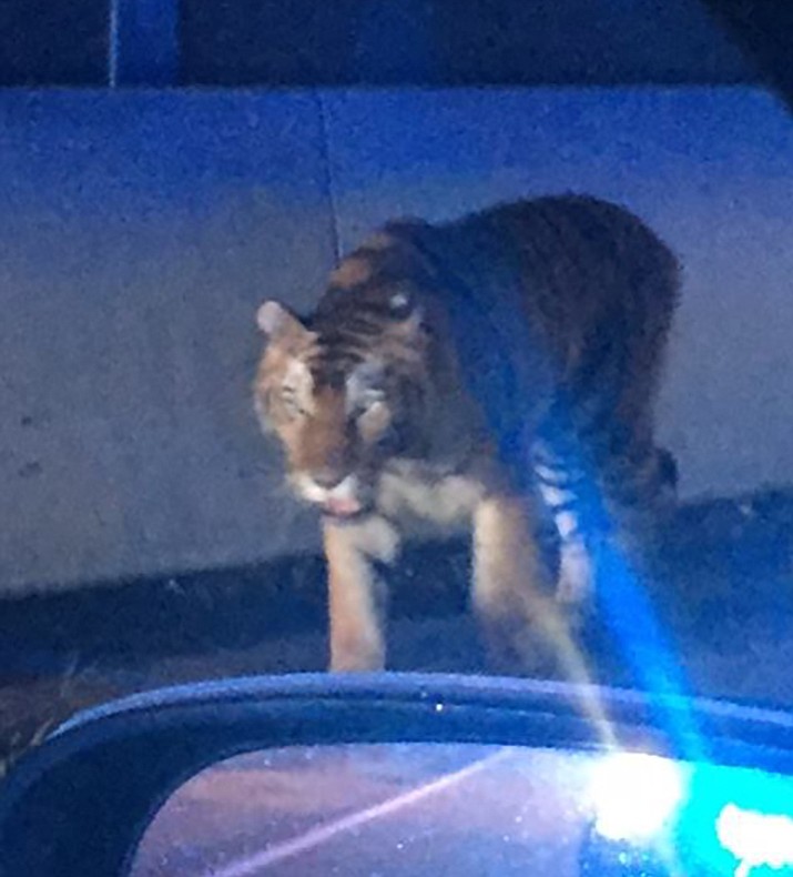 On Wednesday, Sept. 6, 2017, officials said this Bengal tiger owned by big cat trainer Alexander Lacey was shot and killed after it escaped from a truck in Georgia on its way from Florida to Tennessee. The tiger, named Suzy, was a former performer in the Ringling Bros. and Barnum & Bailey Circus. (Henry County Police Department)