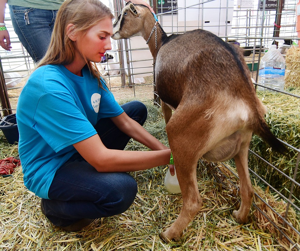 Chino Valley Breaking Latigos 4H's Katie Timlick milks Pockets at the 2017 Yavapai County Fair at the Prescott Rodeo Grounds Wednesday, September 7 in Prescott . (Les Stukenberg/Courier).