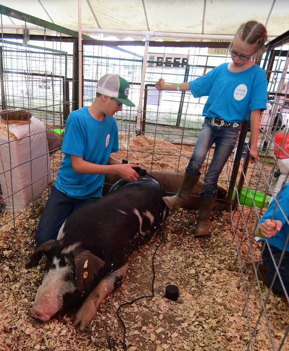Lance Chiantaretto helps McKenna Clausen trim up Spot at the 2017 Yavapai County Fair at the Prescott Rodeo Grounds Wednesday, September 7 in Prescott . (Les Stukenberg/Courier).