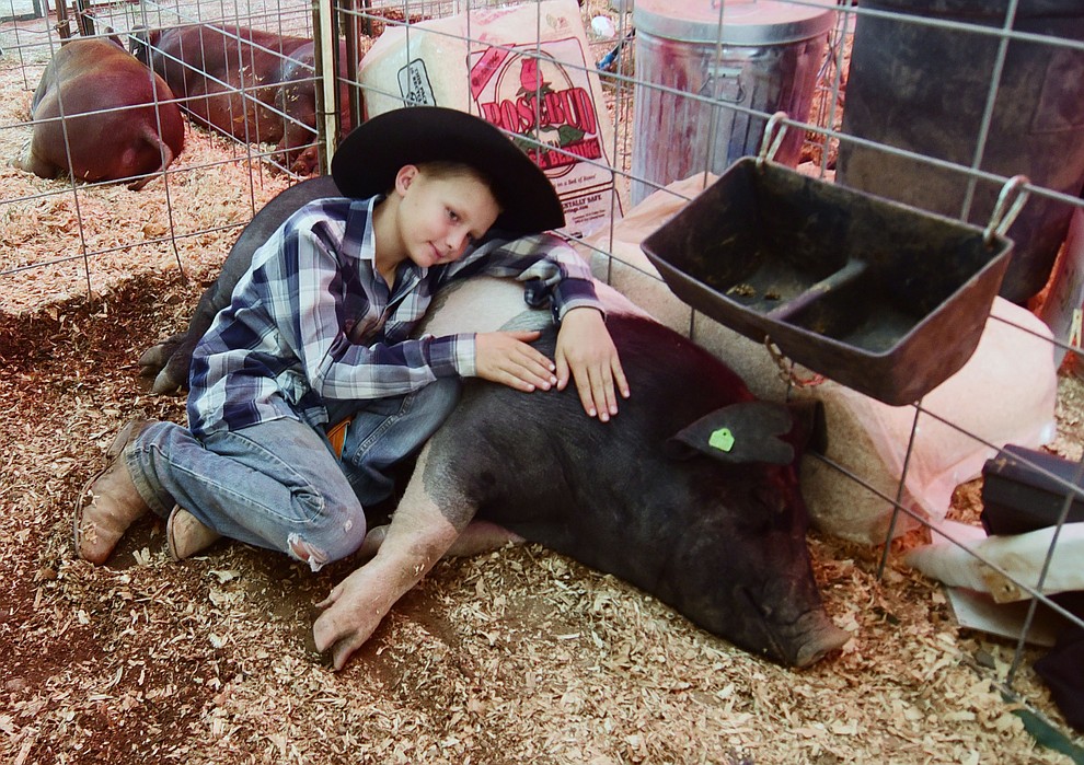 Cole Chintaretto gets some rest on Pigachu a Hampshire at the 2017 Yavapai County Fair at the Prescott Rodeo Grounds Wednesday, September 7 in Prescott . (Les Stukenberg/Courier).