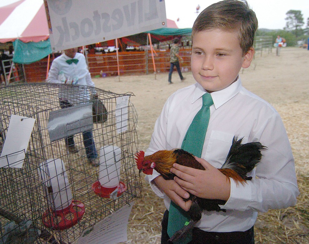 Paulden's Jacob Viguerin gets ready to show his light brown Dutch cock at the 2017 Yavapai County Fair at the Prescott Rodeo Grounds Wednesday, September 7 in Prescott . (Les Stukenberg/Courier).