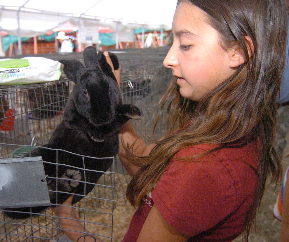 Chino Valley's Selena Cramer with her Rex rabbit at the 2017 Yavapai County Fair at the Prescott Rodeo Grounds Wednesday, September 7 in Prescott . (Les Stukenberg/Courier).