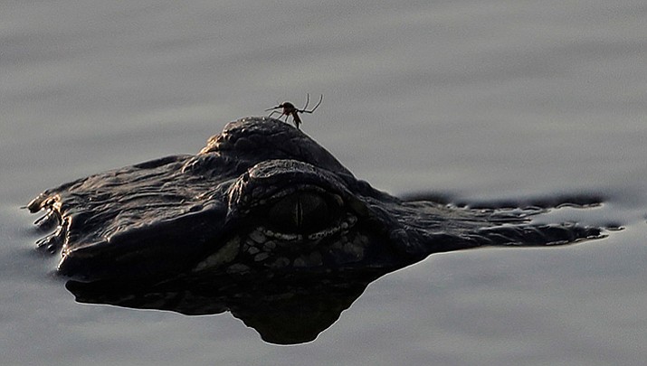 A mosquito rests on the head of an alligator as it moves along flood waters from the Guadalupe River spilling over Texas Highway 35, Friday, Sept. 1, near Tivoli, Texas. The river carries water left by Hurricane Harvey. (Eric Gay/AP)