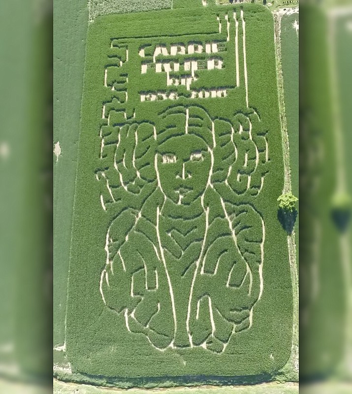 This photo provided by Jeremy Goebel shows a corn maze with trails outlining the face of “Star Wars” character Princess Leia. Gobble planted it to honor the late actress Carrie Fisher on his farm in Evansville, Ind. Goebel designed the maze in February, more than a month after Fisher’s late December death, and planted it this spring using a GPS device. The corn is now mature and its trails outline the “Star Wars” character’s face, distinctive hairstyle and part of her upper body. (Jeremy Goebel via AP)