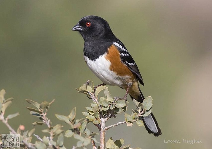 Birding Native plants are for the birds The Daily Courier Prescott, AZ