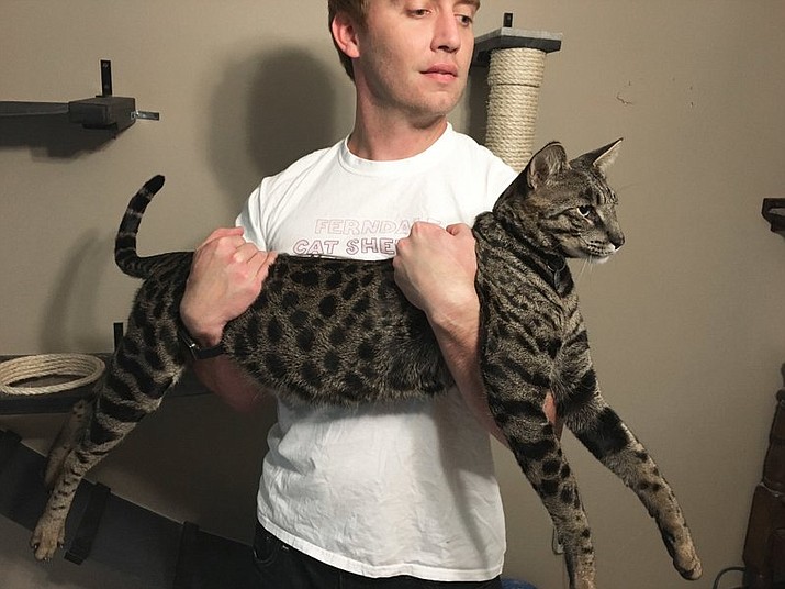 Will Powers holds his cat Arcturus Aldebaran Powers, Wednesday, Sept. 13, 2017 in Farmington Hills, Mich. Arcturus, a F2B Savannah cat, has been named the tallest pet cat in the world in the Guinness World Records 2018 version. (Edward Pevos/Ann Arbor News via AP)
