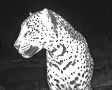 New video shows wild jaguar roaming in southern Arizona | Kingman Daily ...