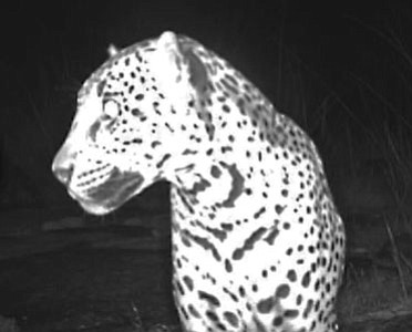 New video shows wild jaguar roaming in southern Arizona | Kingman Daily ...