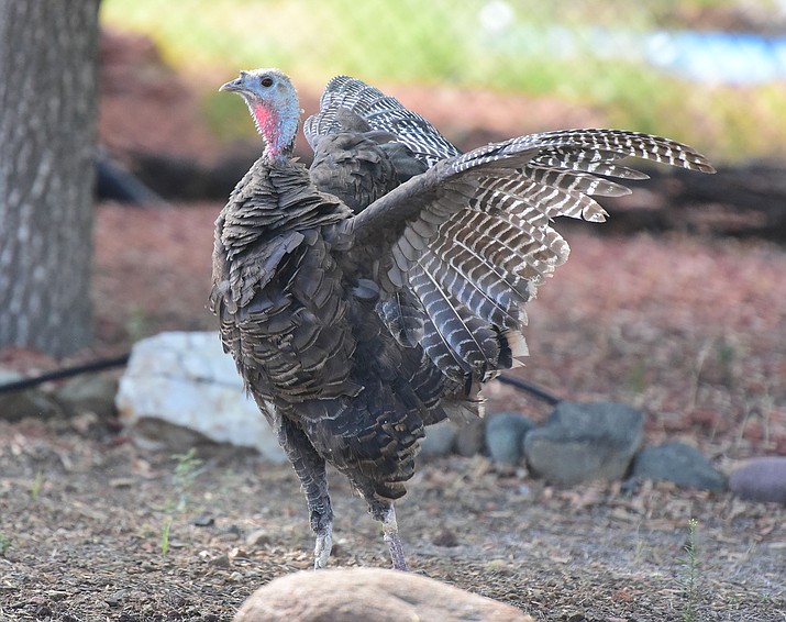 Residents in the 7000 block of Lobo Way were treated to a wild turkey in their Prescott Valley neighborhood Tuesday. Although there are many wild turkeys in the mountains in the Prescott area having one in town is a rare sight.