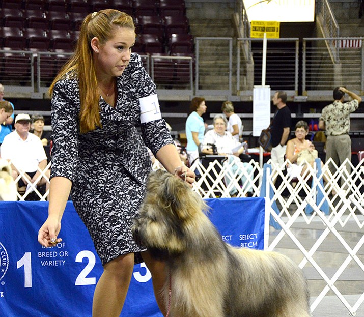 dog shows this weekend