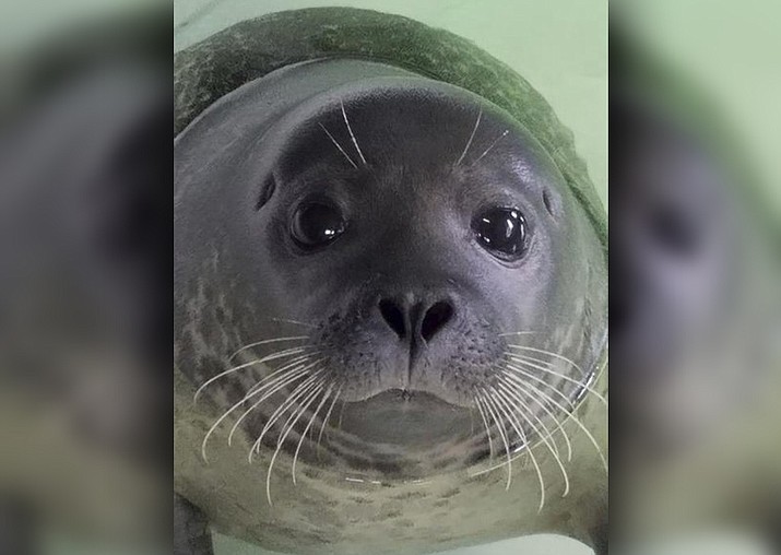 A harbor seal whose rear flipper had to be amputated after being struck by a boat has recovered at New Jersey’s Marine Mammal Stranding Center in Brigantine, N.J., and is headed to an upstate New York aquarium. (Marine Mammal Stranding Center via AP)
