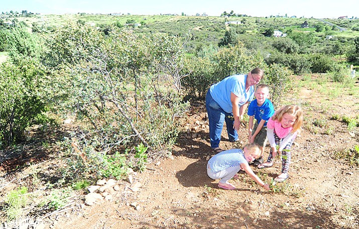 Leigh Cluff and her grandchildren pick weeds Friday, Aug. 4, on their property in the Blue Hills area of Dewey-Humboldt that they made Firewise in October 2016. Cluff said they removed 18,000 pounds of brush off her 2.5 acres. 