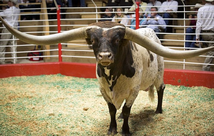 This photo shows Longhorn Cowboy Tuff Chex, whose horns measure more than 100 inches and was sold by Bob and Pam Loomis at an auction in the Fort Worth Stockyards for $165,000, in Fort Worth, Texas. (Joyce Marshall/Star-Telegram via AP)

