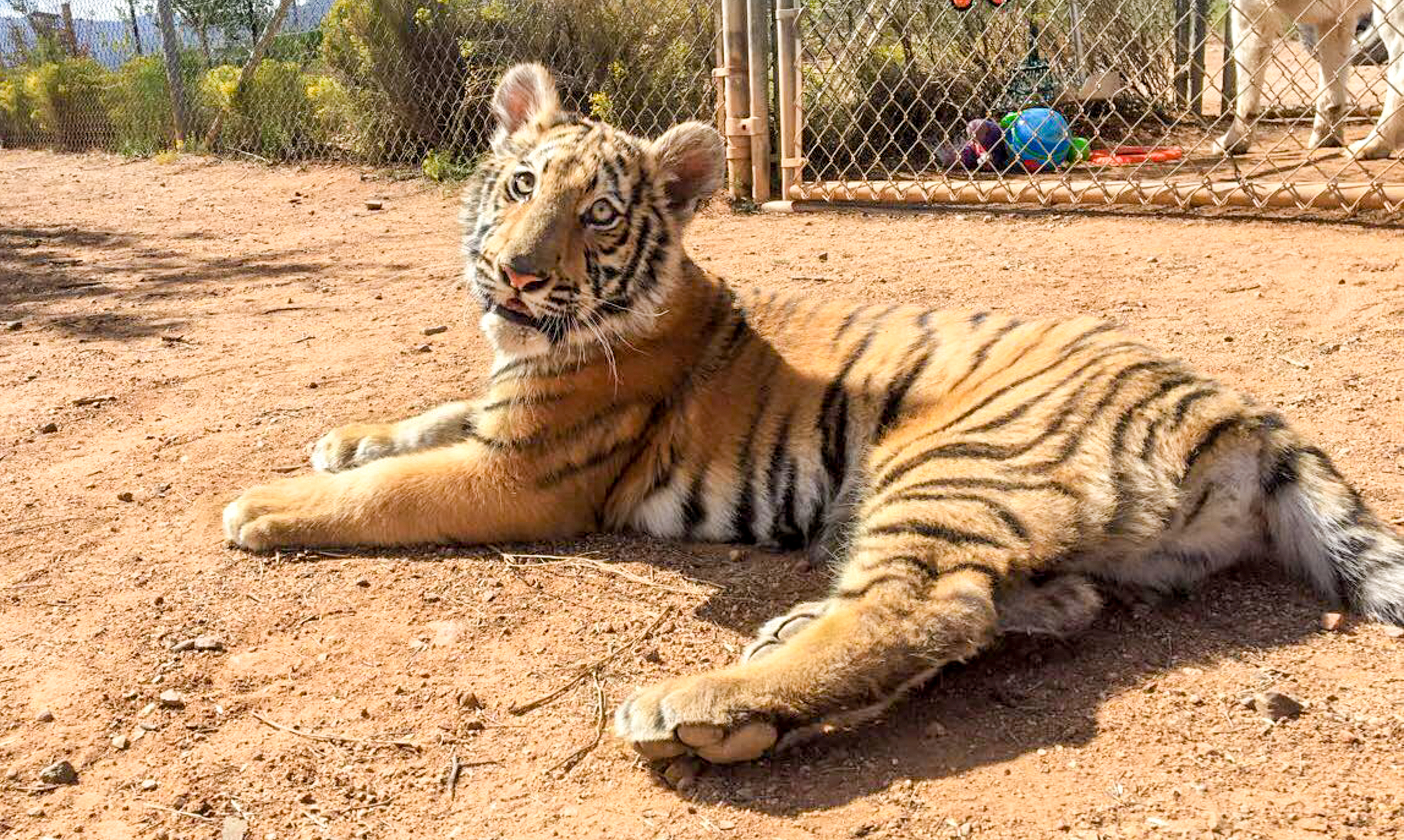 Out of africa coupons arizona