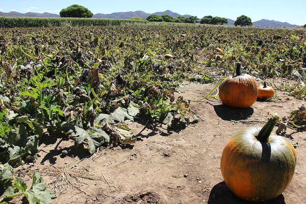 1).Mortimer Farms has kicked off its Pumpkin Festival. The monthlong celebration started Friday, Sept. 29, and continues through Oct. 29. Its hours are 9 a.m. to 5 p.m. the farm is located at 12907 E. Highway 169. It includes a 15-acre pumpkin patch, as well as food, entertainment and various activities for children. (Max Efrein/Courier)