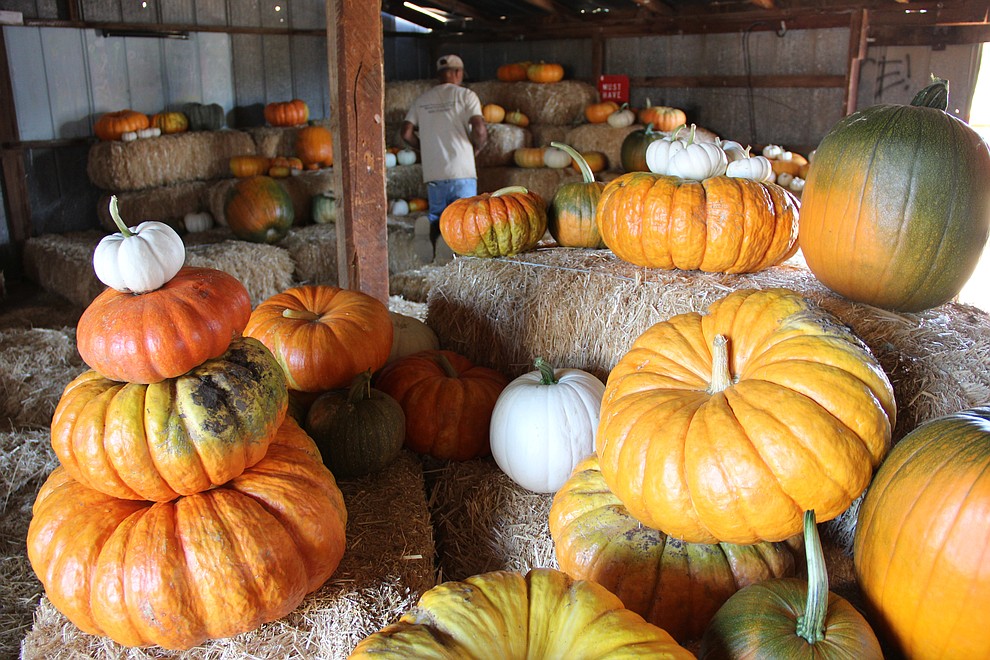 For those who don’t wish to hunt through the fields for pumpkins, a wide variety are constantly stocked in this room on the festival grounds at Mortimer Farms. (Max Efrein/Courier)