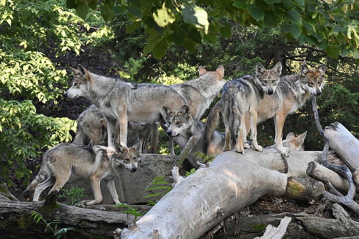 Arizona Game and Fish and the U.S. Fish and Wildlife Service have determined Mexican wolf conservation efforts will be focused south of the I-40 corridor.