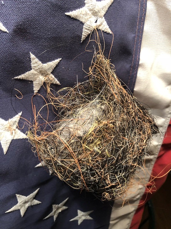 This nest, thanks to an oriole, is actually part of the flag. (Eric Moore/Courtesy)