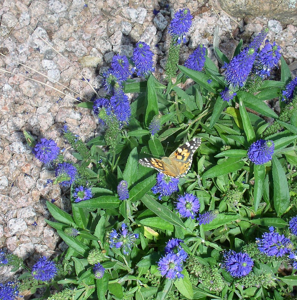 A Painted Lady butterfly (Alta Vista Garden Club/Courtesy)