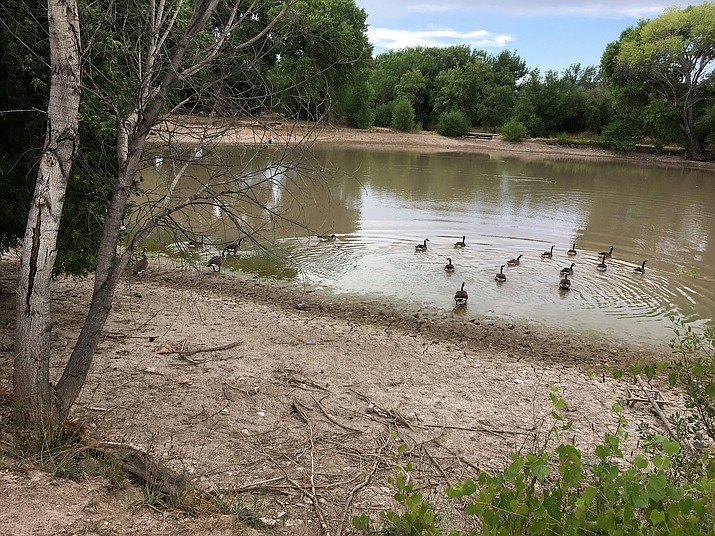 The Camp Verde Town Council spent the majority of its Wednesday regular meeting discussing beginning steps toward the maintenance and staffing of Verde Lakes Pond as a town-owned park.