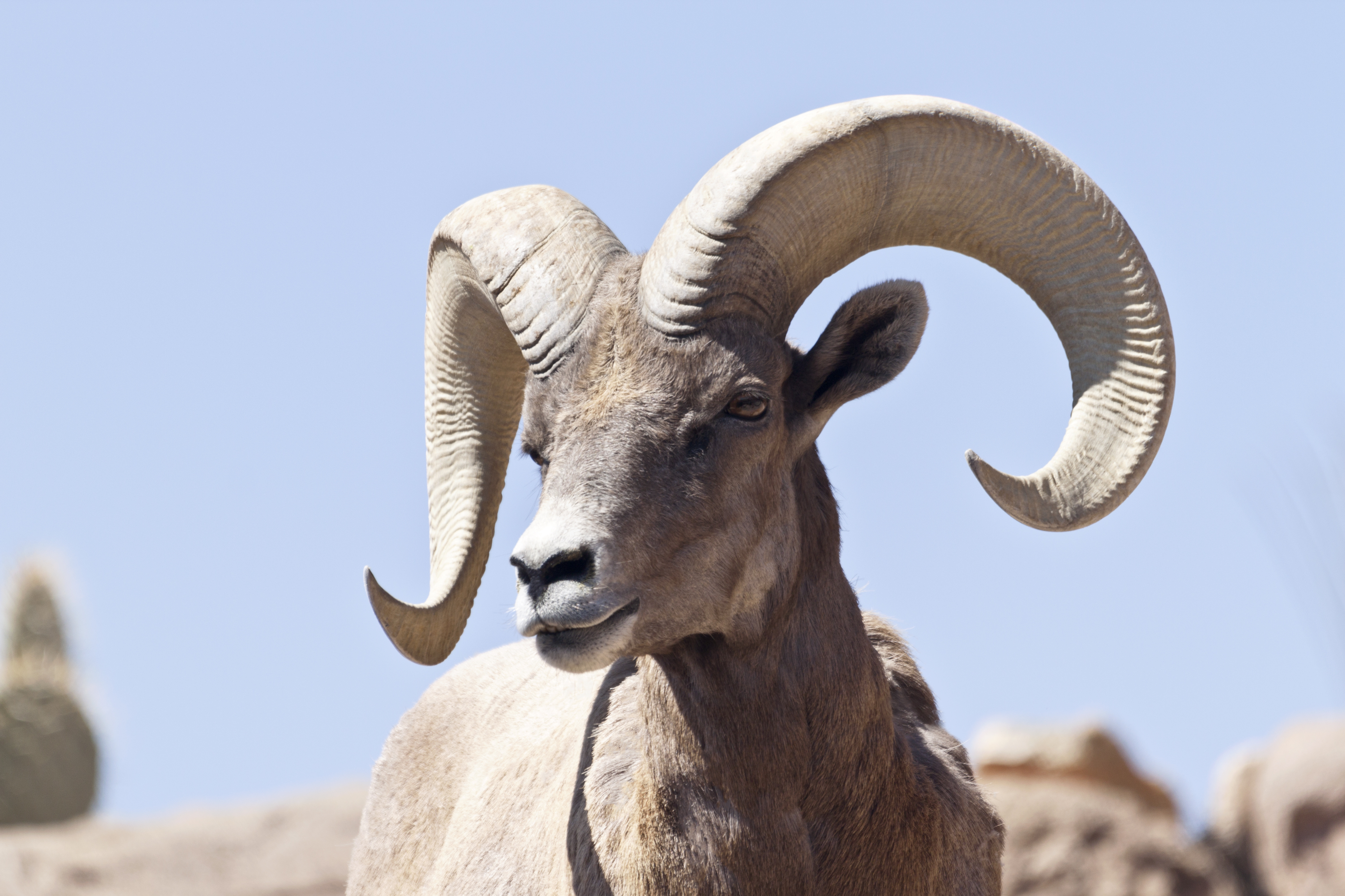 Bighorn sheep thrive in mountains near Tucson | The Daily Courier