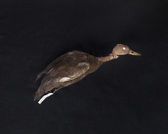 Shown is a museum specimen of a pink-headed duck. Because of the age of the specimen, the head has changed colors. In October 2017, Richard Thorns plans to launch a seventh expedition into the inaccessible wilds of Myanmar to search for the pink-headed duck that hasn’t been seen alive since 1949, and that was in India. No one has seen the bird alive in Myanmar in more than a century. (Marilu Lopez Fretts/Cornell University Museum of Vertebrates via AP)