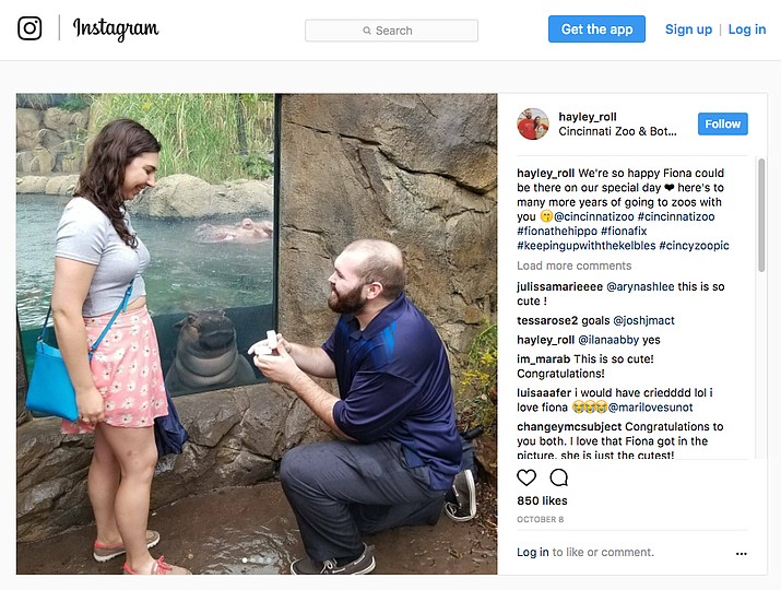 A snapshot shared on Instagram shows the hippo underwater with her face near the glass, watching as Nick Kelble got down on one knee in front of her with a ring box for his smiling girlfriend, Hayley Roll. (hayley_roll)