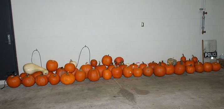 Maryland Heights Police officers posted this photo lineup of abducted Halloween pumpkins to Facebook. The pumpkins began vanishing last week from subdivisions and police tracked down three teenaged boys and their pumpkin-crammed SUV. (Maryland Heights Police Department)