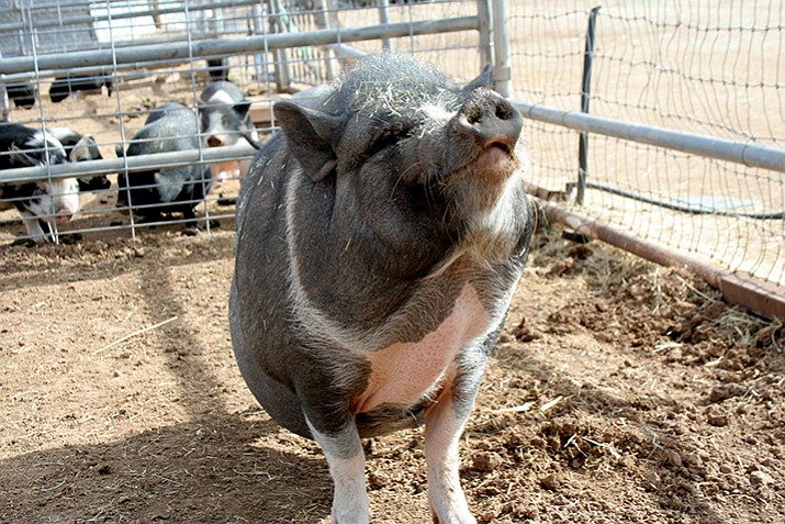 Circle L Ranch is looking for homes for 50-plus pot-bellied pigs as it downsizes and relocates rescued animals to the other side of the ranch. (Sue Tone/Courier, file)
