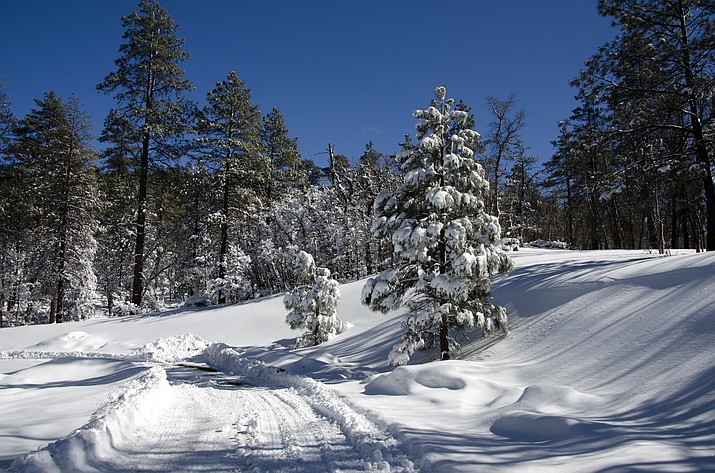 Christmas tree permit tags will be available Nov. 16 for the Williams, Tusayan and North Kaibab Ranger Districts.
