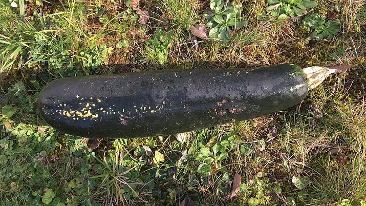 In this handout photo released by the police of Karlsruhe, a Zucchini is pictured in a garden in Bretten, Germany, Friday, Nov. 3, 2017. A worried resident alerted to police to what he thought was a World War II bomb in his garden. Officers found a particularly large zucchini. (Karlsruhe Police Photo via AP)