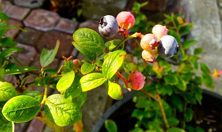 This July 31, 2016, photo shows blueberries growing in a pot on a patio garden near Langley, Wash. Urbanization is transforming landscape design with larger houses and smaller lots driving the development of scaled-down plants. Plant breeders are introducing everything from shrubs and trees to flowering perennials that remain compact when planted in the garden. They look great in containers, too. (Dean Fosdick via AP)