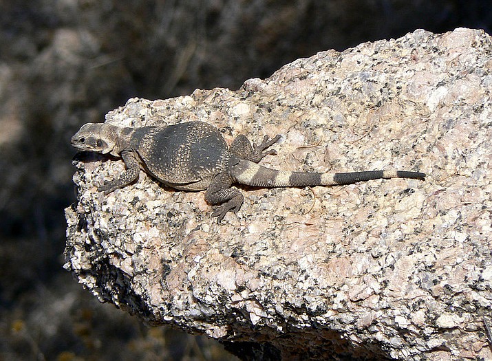 Community View | A Chuckwalla lizard? In Kingman? | Kingman Daily Miner