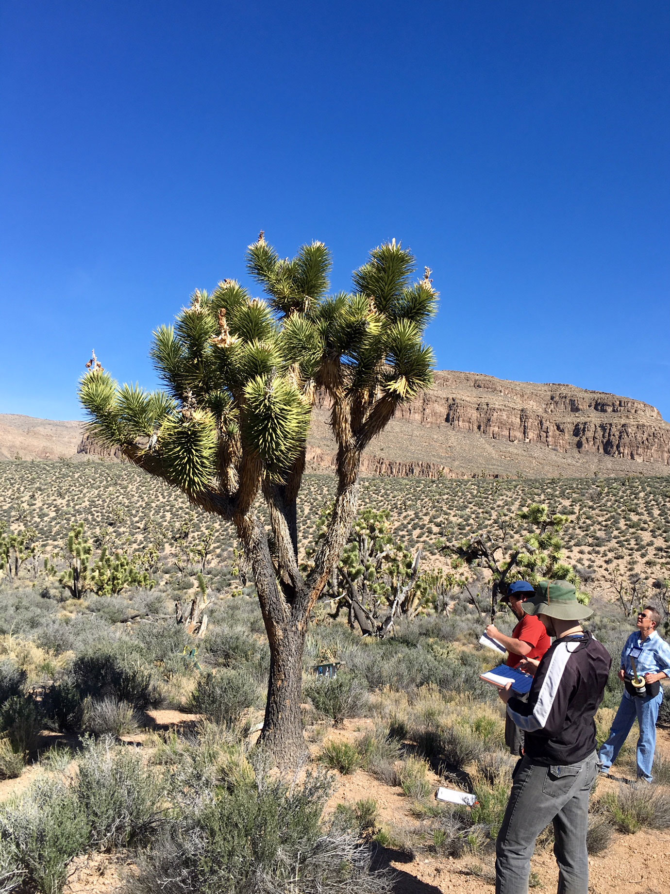 Joshua Tree friends are opting outside Kingman Daily Miner Kingman, AZ