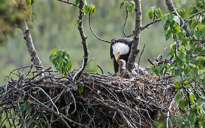 Sections of Verde River to close for bald eagle breeding season | The