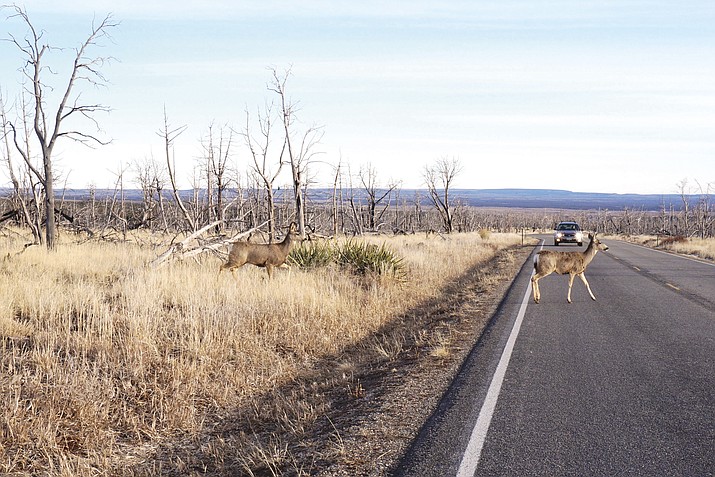 Any animal in the road can cause a crash, but the Insurance Institute of Highway Safety reports there are more than 1.5 million vehicle-vs.-deer crashes every year in the U.S., resulting in 150 people killed. (Stock photo)