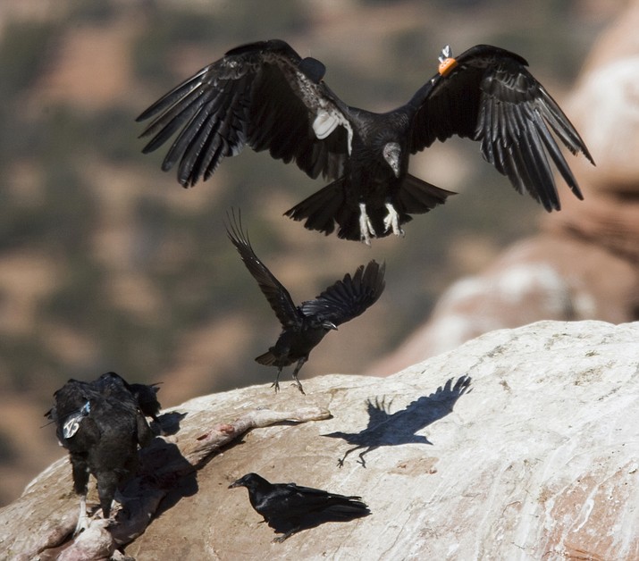 In this March 2, 2006, file photo, a California condor, upper right, comes in for a landing after being released from a cage at the Vermillion Cliffs National Monument in northern Arizona. The effort to bring one of the world’s largest birds back from the brink of extinction is expanding after northern Arizona and southern Utah found success in getting deer hunters to use ammunition not made of lead. (Tom Tingle/The Arizona Republic via AP, File)