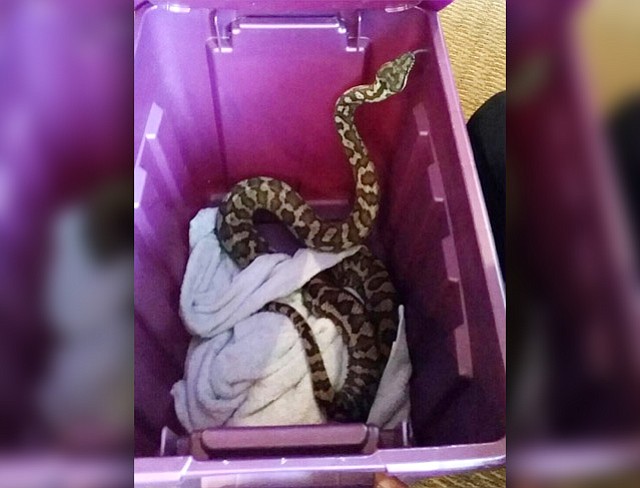 A family in Seattle called police after a child found this 4-foot snake inside their apartment. (Seattle Police Department)
