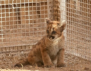 Orphaned Mountain Lion Cub Transferred To Wildlife - 