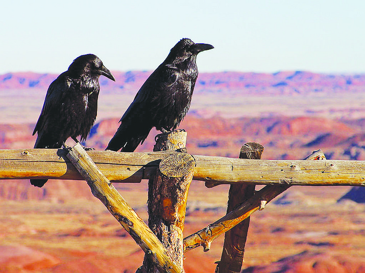 Ravens can be found in abundance during the annual winter bird count.