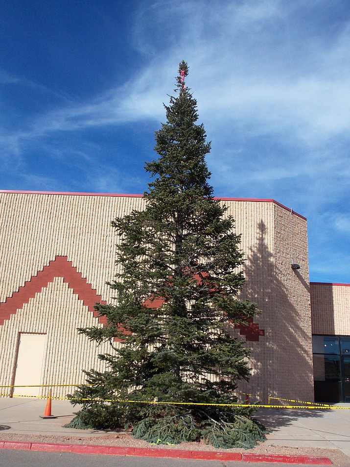 A community Christmas tree set up at the Tuba City Bashas Shopping Center is 45 feet high. The tree was brought to Tuba City from the Chuska Mountains in the eastern Navajo Nation area. A formal tree lighting will be held Dec. 1, at 6 p.m. Rosanda Suetopka/NHO 