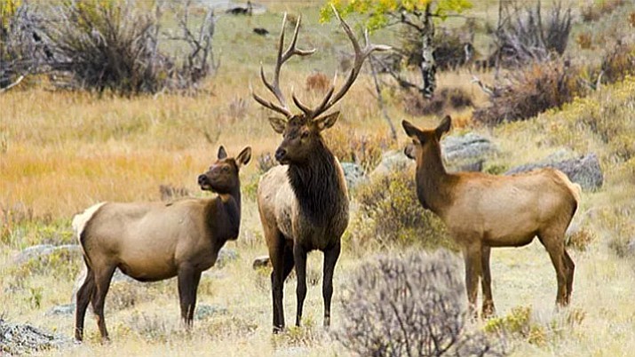 A reward of up to $2,500 is being offered in the poaching deaths of two cow elk and two mule deer in the past month in northern Arizona. Investigating officers discovered bloody fingerprints on litter found at the scene and possible DNA evidence. (NPS file photo)