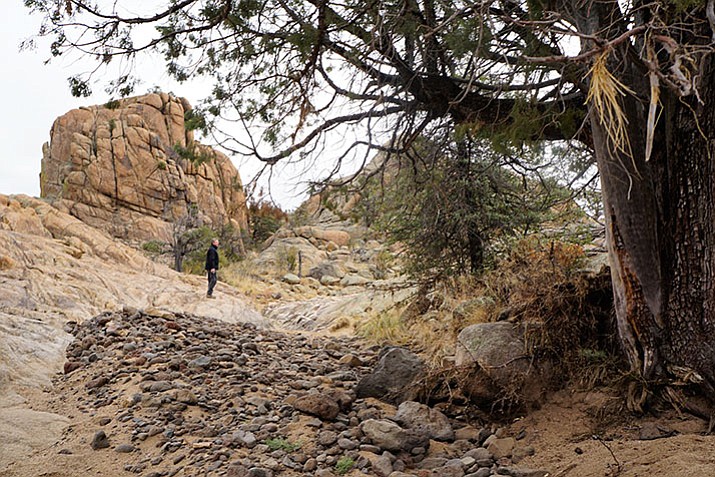 Prescott Trails and Natural Parklands Coordinator Chris Hosking checks out the possible route of a trail being planned in the Storm Ranch North parcel that the City Council approved for purchase this week. Boulder Creek runs through the parcel, and Hosking and Recreation Services Director Joe Baynes say the creek will be a prominent feature in the planned trail system. (Cindy Barks/Courier)