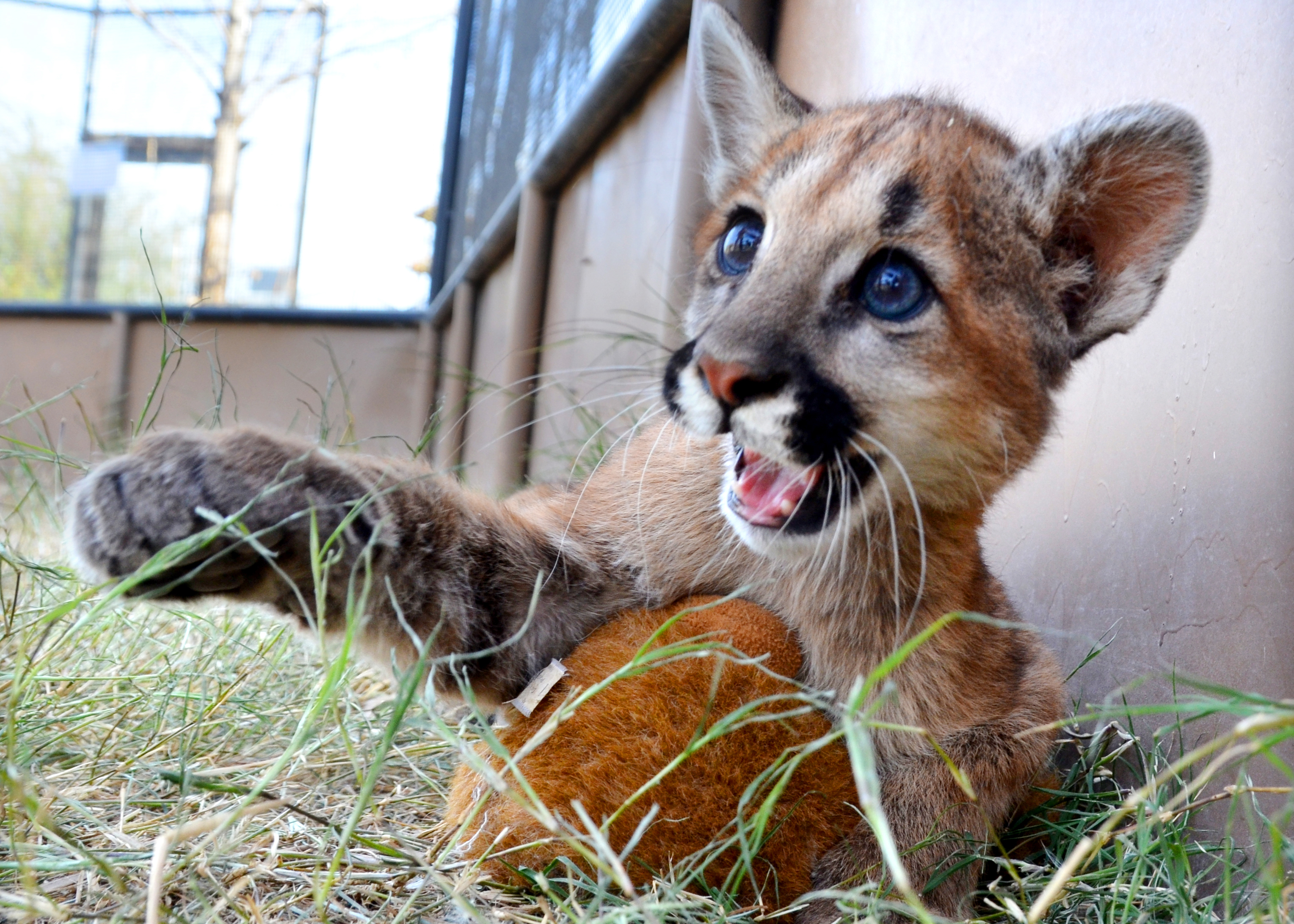 young mountain lion
